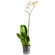 White Phalaenopsis orchid in a pot. Hong Kong